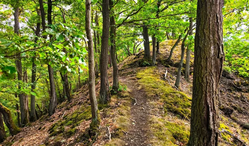 Druidenstein 7